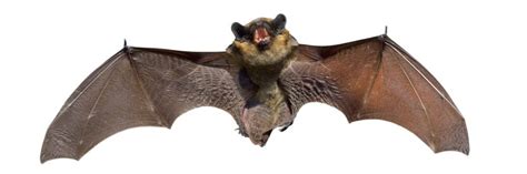 Bat Control How To Get Rid Of Bats Diy Bat Removal Guide Solutions Pest And Lawn