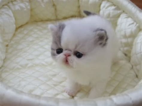 Cute Fluffy Kittens Compilation Videos Viralcats At Viralcats