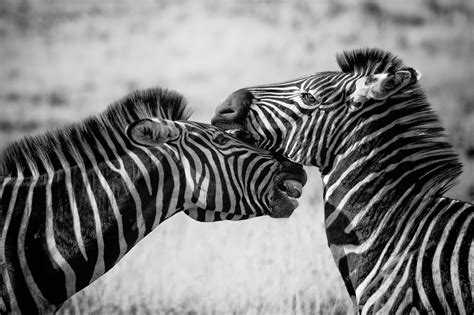 Zebras Black And White 4k Hd Animals 4k Wallpapers Images