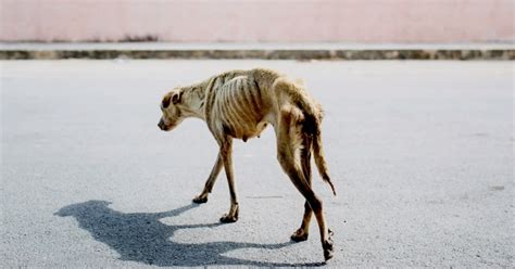 Woman Finds Starving Dog On The Streets During Photo Shoot Pawmygosh
