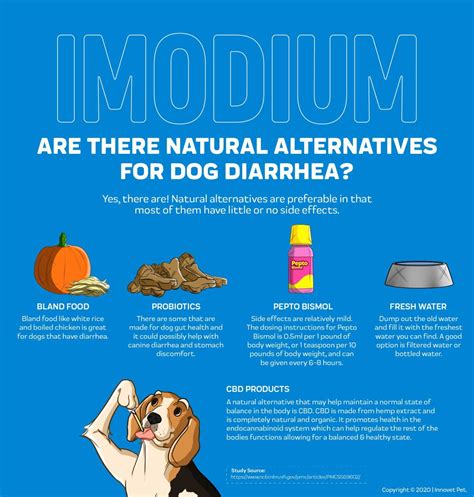 How Much Imodium Is Safe For My 22 Lb Dog