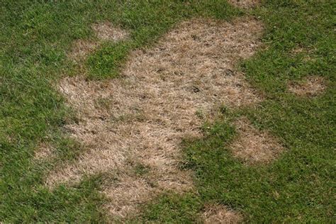 Turf Pythium Diseases Of Turf Center For Agriculture Food And The