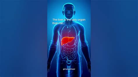 Liver Regeneration The Only Organ That Can Regenerate Itself Youtube