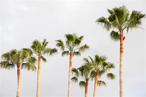 Palm Trees On A White Background Stock Image Image Of Jungle Growth