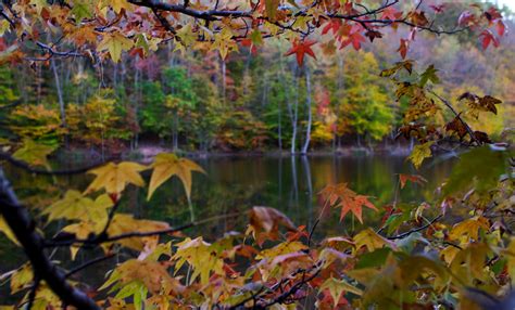 Looking Through Tree Autumn Leaves Lake Foliage Free Nature