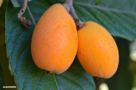 Kims Color Crazy Challenge Fruits In Orange Virily