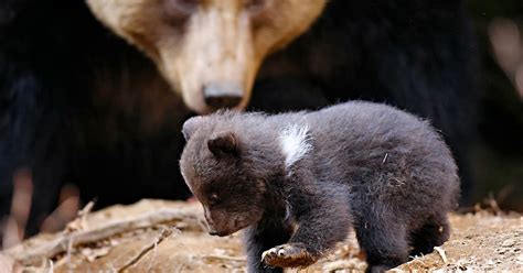 Natureza Filhotes De Urso Nascem Em Parque Nacional Na Alemanha