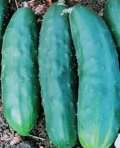 Marketmore Heirloom Cucumber Seeds Etsy