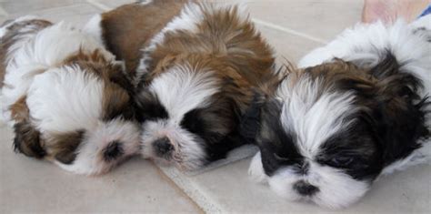 This is the newborn puppy growth stage that lasts until two weeks of age. Puppy Development