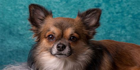 What You Need To Know About Chihuahua Breeding Onlydogz