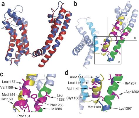 Superposition Of The Homology Model Of Sodium Channel Domain Iii With