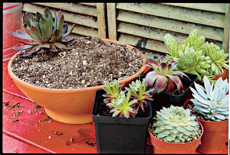 Planting Succulent Containers Step Three Types Of Succulents