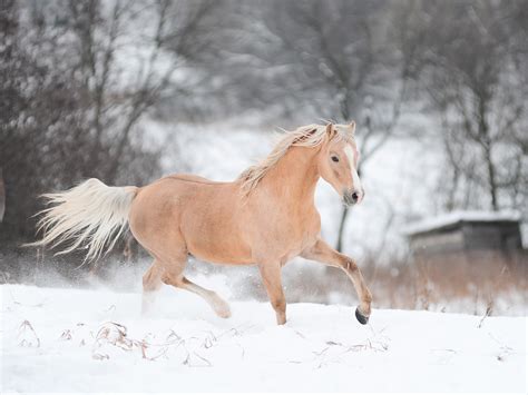Winter Horses Pictures Wallpaper 53 Images