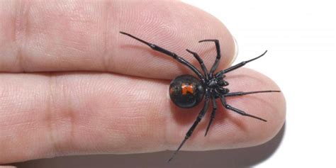 Other than man made foods like chocolate or such generally animals have the ability to nkow what is i moved in to a house that had a black widow problem. Are There Black Widows In Missouri? | Guide to Black Widows