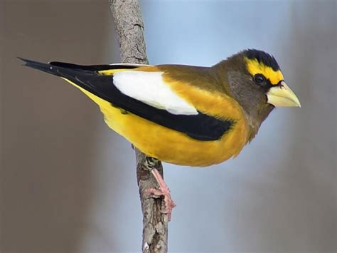 Evening Grosbeak — Bird News — The Wood Thrush Shop