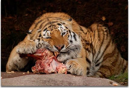 It lives in asia, mainly india, bhutan, china, korea and siberian russia. Tigers Diet