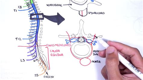 Spinal Cord Clinical Anatomy And Physiology Dermatomes