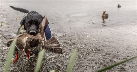 Do Ducks And Dogs Get Along