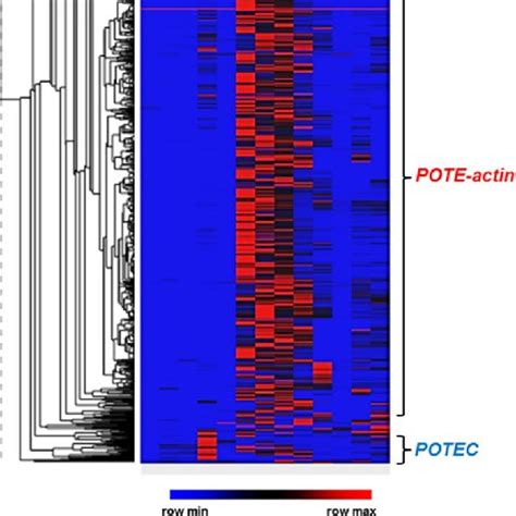 Pote Expression In Cancer Cell Line Encyclopedia Ccle Pan Cancer