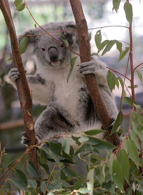 Lone Pine Koala Sanctuary Wikipedia