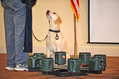 How Much Does It Cost To Train A Service Dog Service Dog Certifications