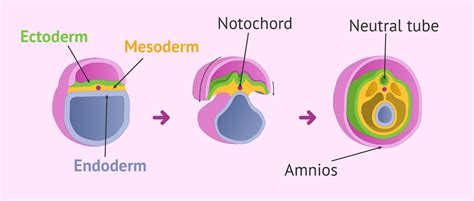 Beginning Of Organogenesis In The Embryo