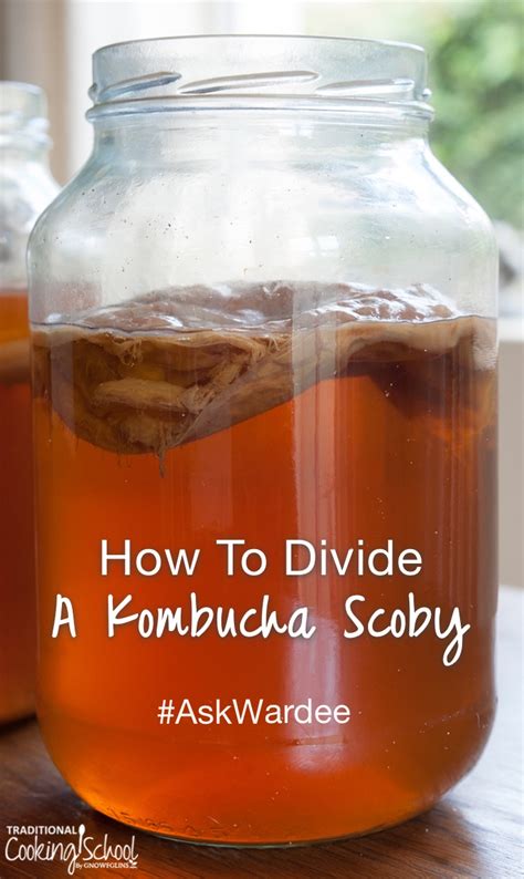 Many people call this a scoby (symbiotic culture of bacteria and yeast) and insist that it is necessary to start a kombucha brew turn them into food such as fruit roll ups or jerky. How To Divide A Kombucha Scoby The Right Way