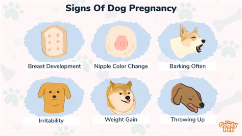 Do Pregnant Dogs Discharge
