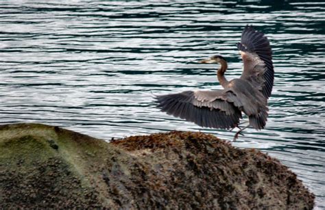 Great Blue Heron Bird Photography Wildlife Alaska Nature Facebook