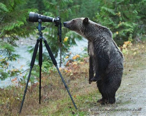 17 Funny Animals Appear To Be Taking Photos With Cameras