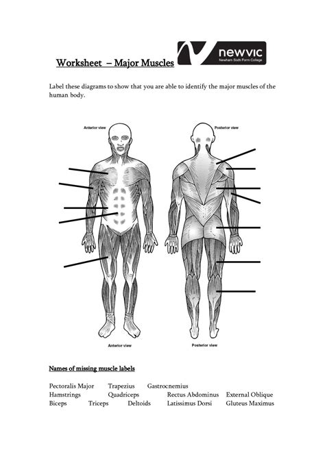 Muscle Systems Worksheet Grade 3