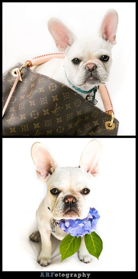 2020 popular 1 trends in home & garden, collars, men's clothing, jewelry & accessories with french bulldog collar and 1. French Bulldog Love… | French bulldog, Bulldog, Dog coats