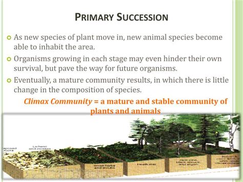 Ppt Concept 5 Ecological Succession Powerpoint Presentation Id2119500