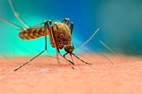 Graphene Lined Clothing Could Help Prevent Mosquito Bites — Nano