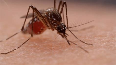 This Dangerous Mosquito Lays Her Armored Eggs In Your House Kqed