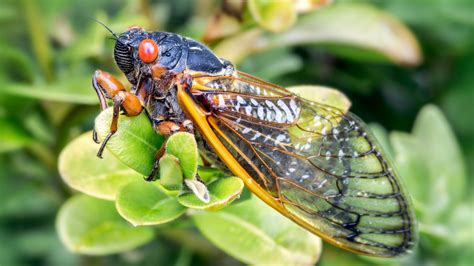 What The Cicadas Can Teach Us About Sex And Sacredness Meaning Blog