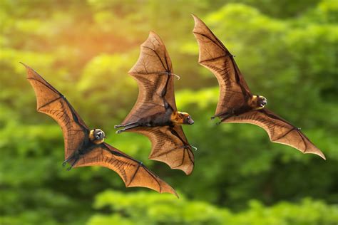 The Genetic Basis Of Bats Superpowers Revealed University Of Oxford