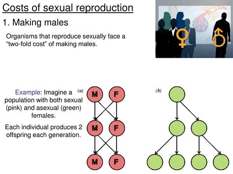 Ppt Reproduction The Evolution Of Sex And Gender Differences