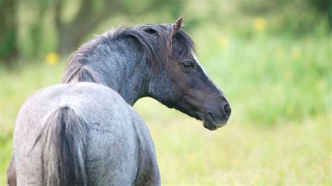 What Is A Blue Roan Horse Breeds Names Colors And Pictures