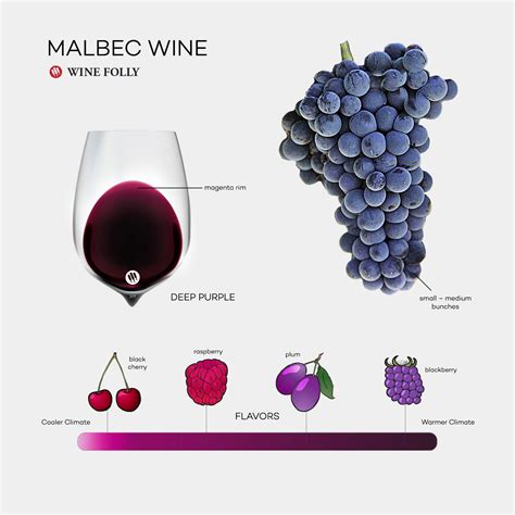 The Comprehensive Guide To Malbec Wine Folly