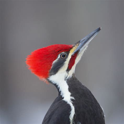 Details Pileated Woodpecker Birdguides