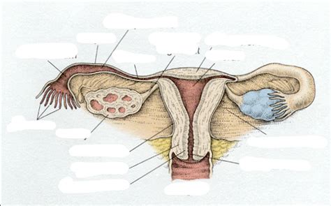 Female Anatomy Diagram Quizlet
