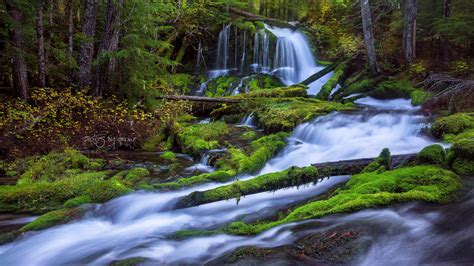 Fast Mountain River Waterfall Pine Forest Fallen Trees And Green Moss