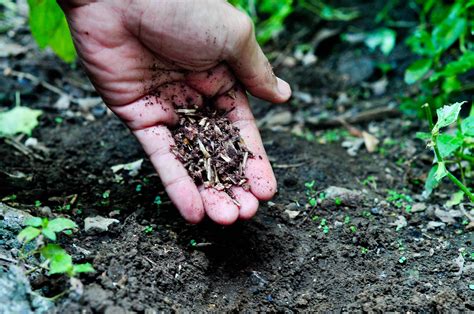 A specialty fertilizer blended specifically for application on trees and ornamentals in the practice of professional arboriculture. How to Make Chicken Bone Fertilizer: 6 Steps (with Pictures)