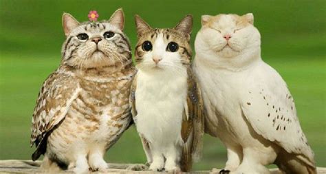 Owls With Cat Faces — The Adorably Bizarre Imaginary Meowl 8 Pictures