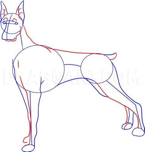 How To Draw A Doberman Step By Step Drawing Guide By Dawn Dragoart