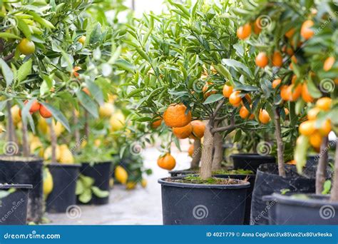 Citrus Garden Full Of Small Trees Royalty Free Stock Images Image