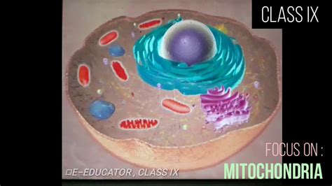 The nucleus now harbors the vast majority of the cell's genetic. MITOCHONDRIA | Cell Organelles | Detailed information ...