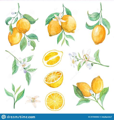 Hand Drawn Watercolor Lemon Set Stock Illustration Illustration Of