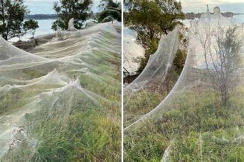 Enormes Teias De Aranha Cobrem Paisagem Na Austrália Rápido No Ar